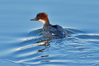 Smew 大沼(宮城県仙台市) Sun, 1/9/2022