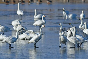 Tundra Swan 大沼(宮城県仙台市) Sun, 1/9/2022