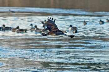 Osprey 大沼(宮城県仙台市) Sun, 1/9/2022