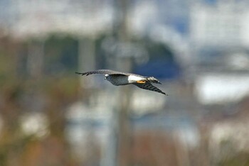 Eurasian Sparrowhawk 大沼(宮城県仙台市) Sun, 1/9/2022