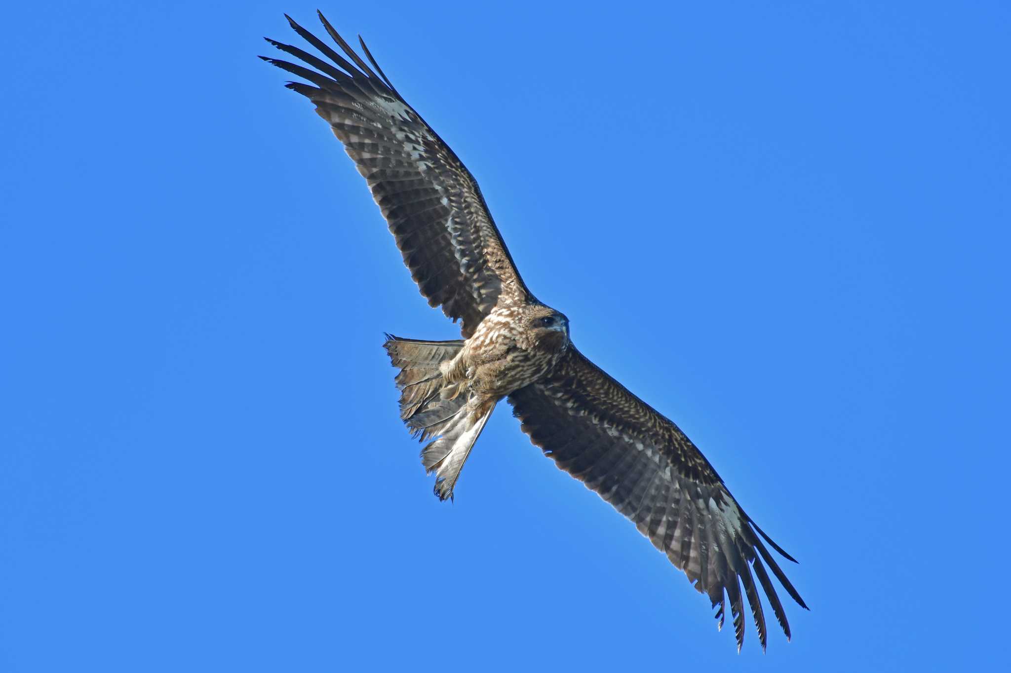 Photo of Eastern Buzzard at 大沼(宮城県仙台市) by Keiichi TAKEDA