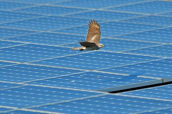 Eurasian Sparrowhawk 大沼(宮城県仙台市) Sun, 1/9/2022