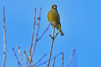 Grey-capped Greenfinch 大沼(宮城県仙台市) Sun, 1/9/2022