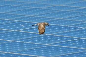 Eurasian Sparrowhawk 大沼(宮城県仙台市) Sun, 1/9/2022