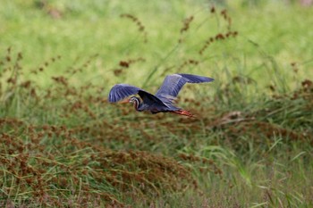 Purple Heron 沖縄県宮古島市 Mon, 6/12/2017