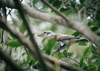 Dusky Thrush 芦屋市奥池南町 Fri, 12/31/2021