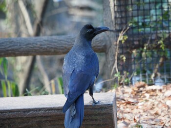 ハシブトガラス 多摩動物公園 2022年1月9日(日)