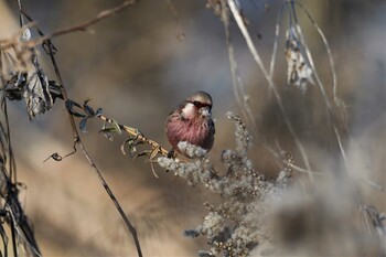 2022年1月2日(日) 渡良瀬遊水地の野鳥観察記録