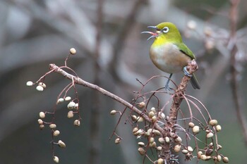 Warbling White-eye 西宮市 Tue, 1/4/2022