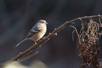 Siberian Long-tailed Rosefinch 宝塚市 Sat, 1/8/2022