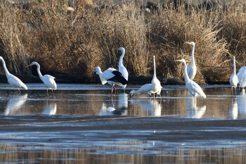 コウノトリ 渡良瀬遊水地 2022年1月2日(日)