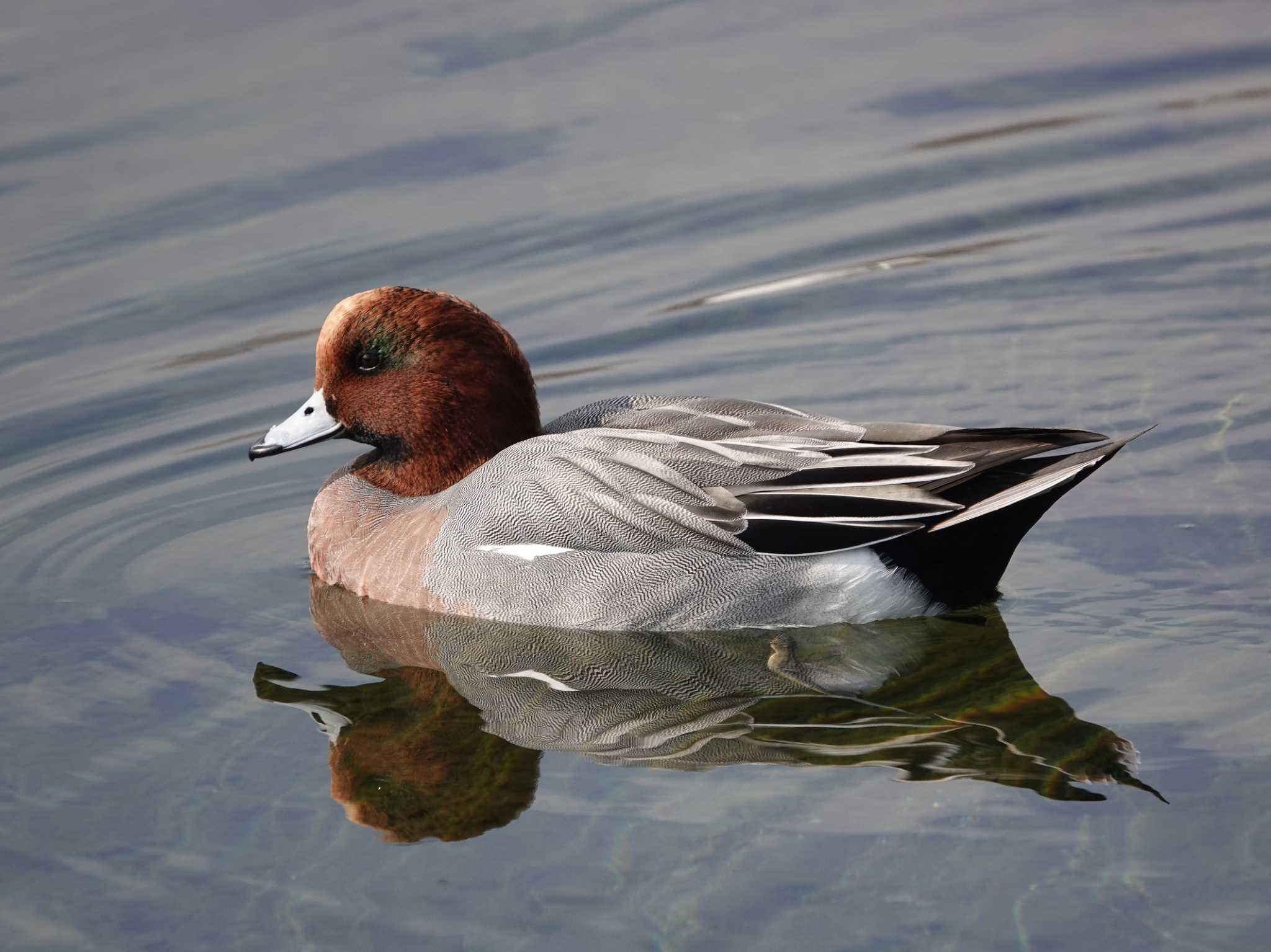 Photo of Eurasian Wigeon at 江津湖 by dalidalida