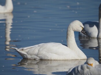 Tundra Swan(columbianus) 本埜村白鳥の郷 Sun, 1/9/2022