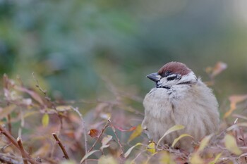 Eurasian Tree Sparrow 檜町公園(東京ミッドタウン) Sun, 1/9/2022