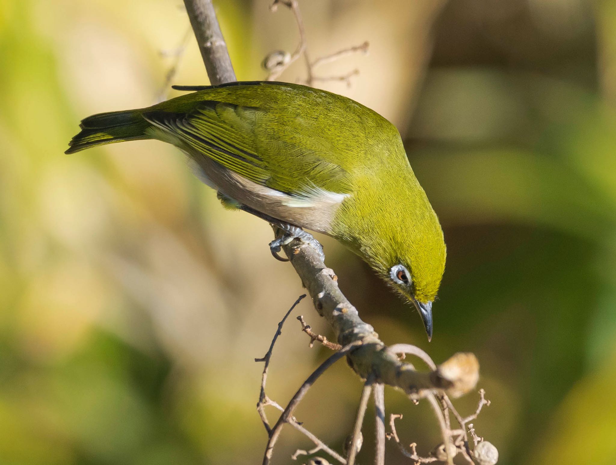 Photo of Warbling White-eye at 山県市 自宅 by 89 Hiro