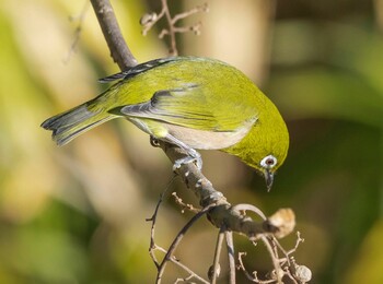 Warbling White-eye 山県市 自宅 Mon, 1/10/2022