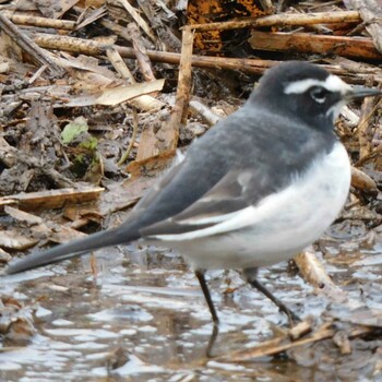 Japanese Wagtail Kitamoto Nature Observation Park Mon, 1/10/2022