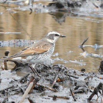 Dusky Thrush Kitamoto Nature Observation Park Mon, 1/10/2022