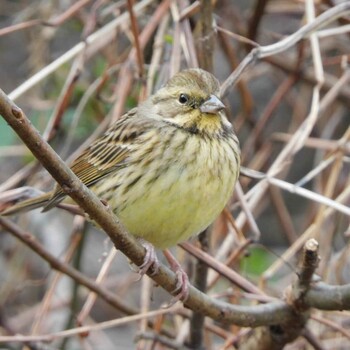 Masked Bunting Kitamoto Nature Observation Park Mon, 1/10/2022