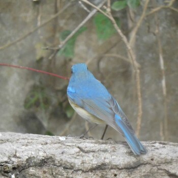 Red-flanked Bluetail Kitamoto Nature Observation Park Mon, 1/10/2022