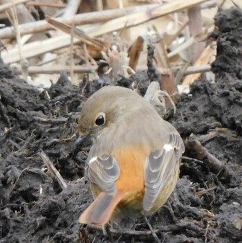 Daurian Redstart Kitamoto Nature Observation Park Mon, 1/10/2022