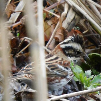 Rustic Bunting Kitamoto Nature Observation Park Mon, 1/10/2022