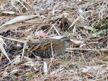 Brown-cheeked Rail Maioka Park Sun, 1/9/2022