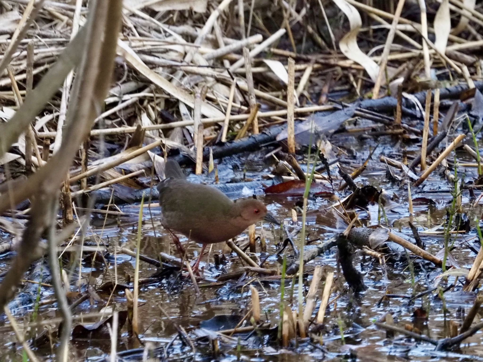 Ruddy-breasted Crake