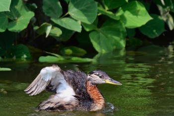 Red-necked Grebe Mizumoto Park Mon, 7/17/2017