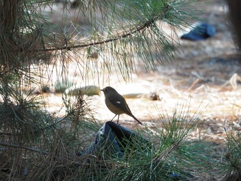 Daurian Redstart 千本公園 Mon, 1/10/2022