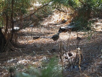 2022年1月10日(月) 千本公園の野鳥観察記録