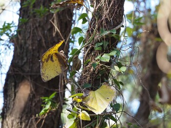 ウグイス 千本公園 2022年1月10日(月)