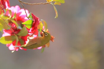 Warbling White-eye Unknown Spots Sun, 1/9/2022