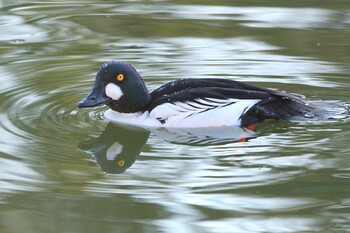 Common Goldeneye Unknown Spots Sat, 1/8/2022