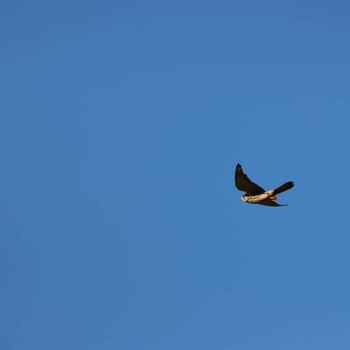 Common Kestrel 琵琶湖 Sat, 11/28/2020