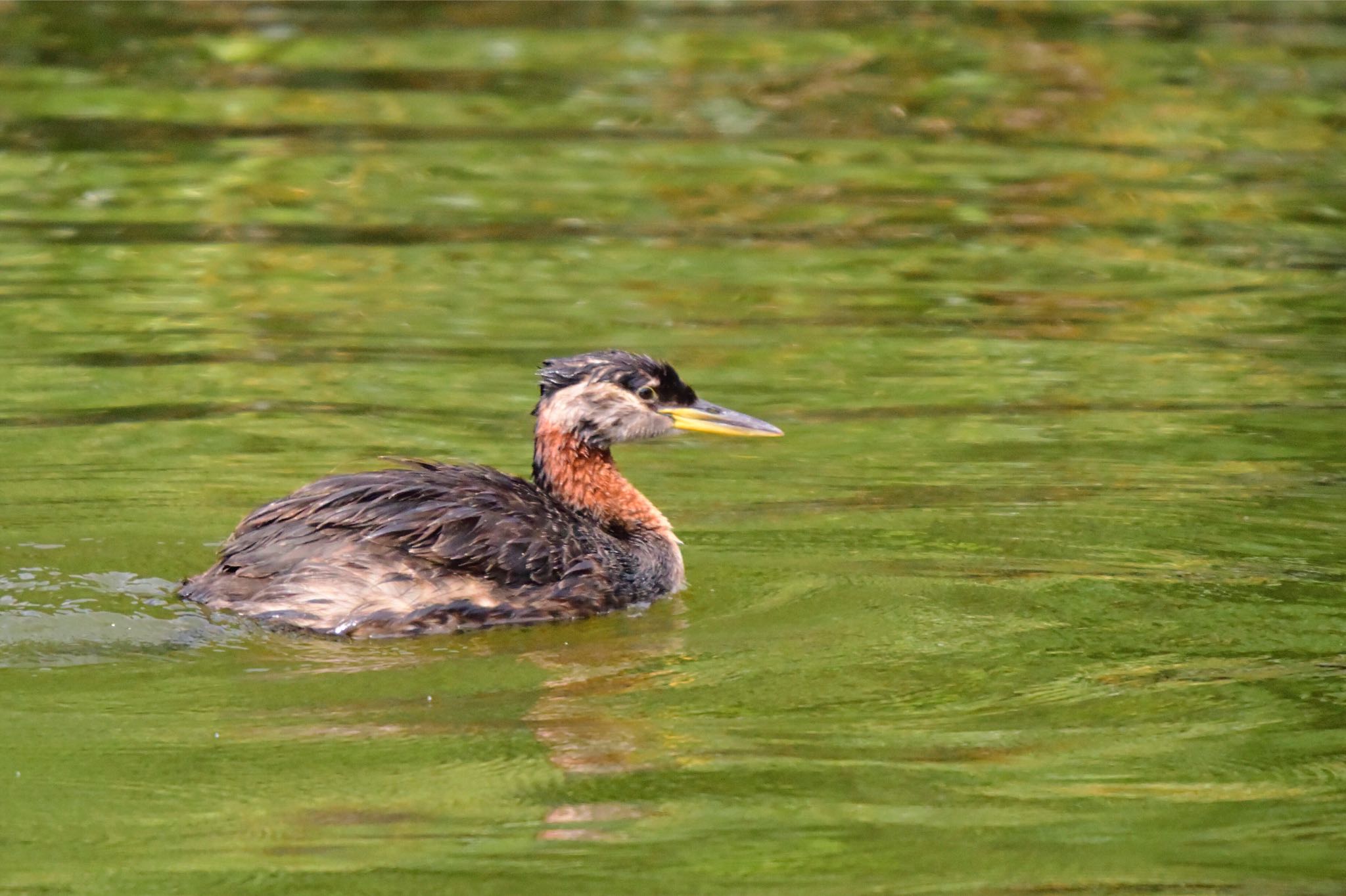 Red-necked Grebe