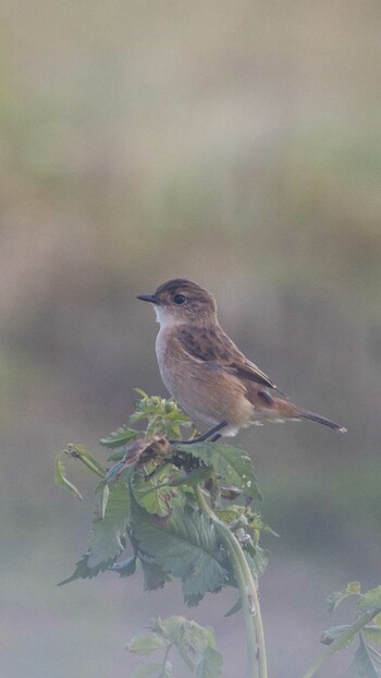 Amur Stonechat 京都南 Sat, 9/18/2021