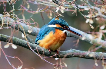 カワセミ 薬師池公園 2022年1月10日(月)