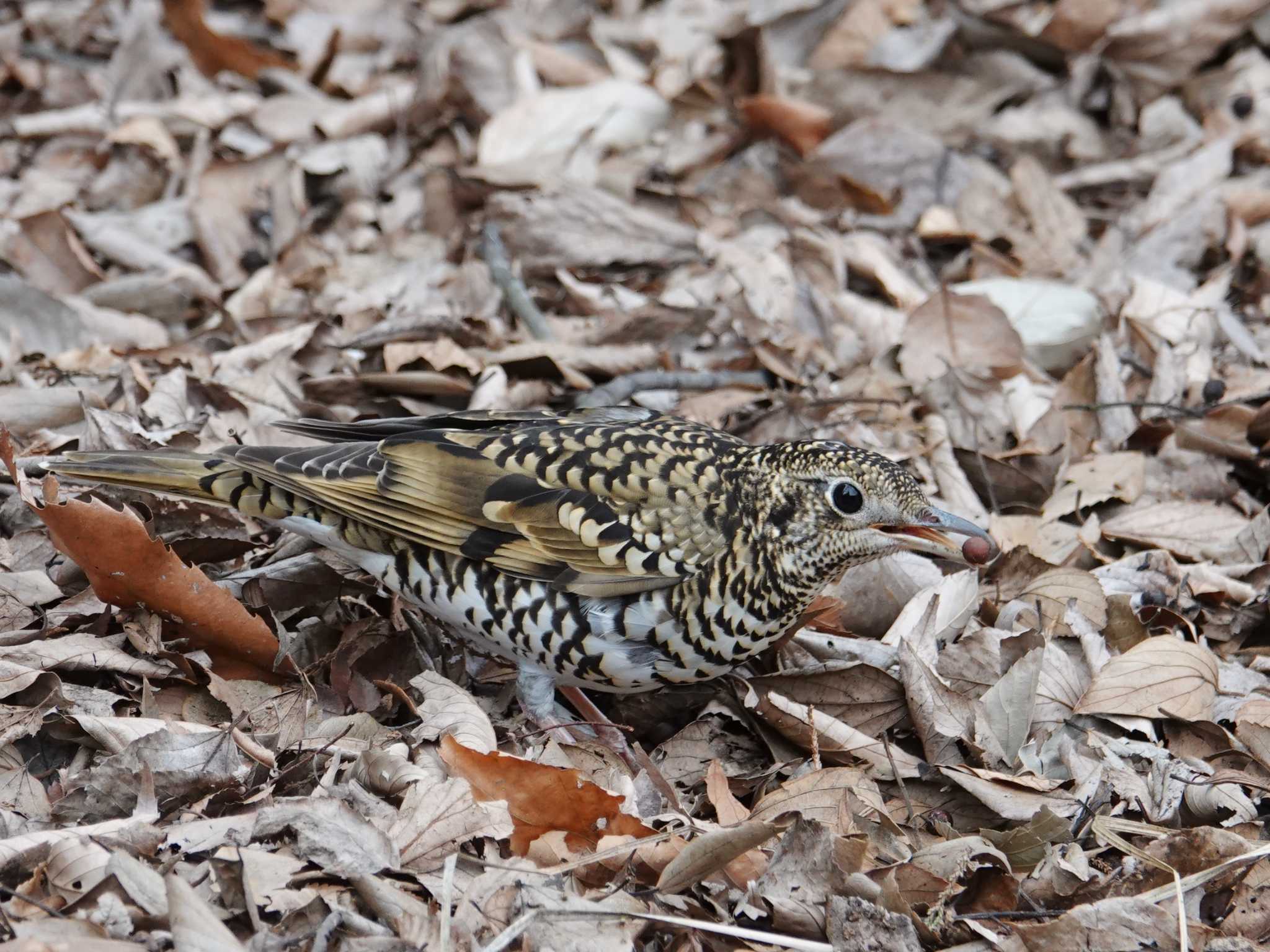 Photo of White's Thrush at Showa Kinen Park by ぴろり