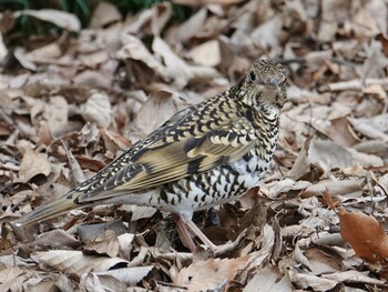 White's Thrush Showa Kinen Park Mon, 1/10/2022