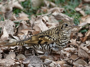 White's Thrush Showa Kinen Park Mon, 1/10/2022