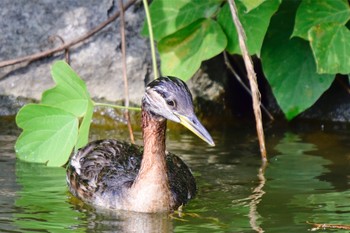 アカエリカイツブリ 水元公園 2017年7月17日(月)