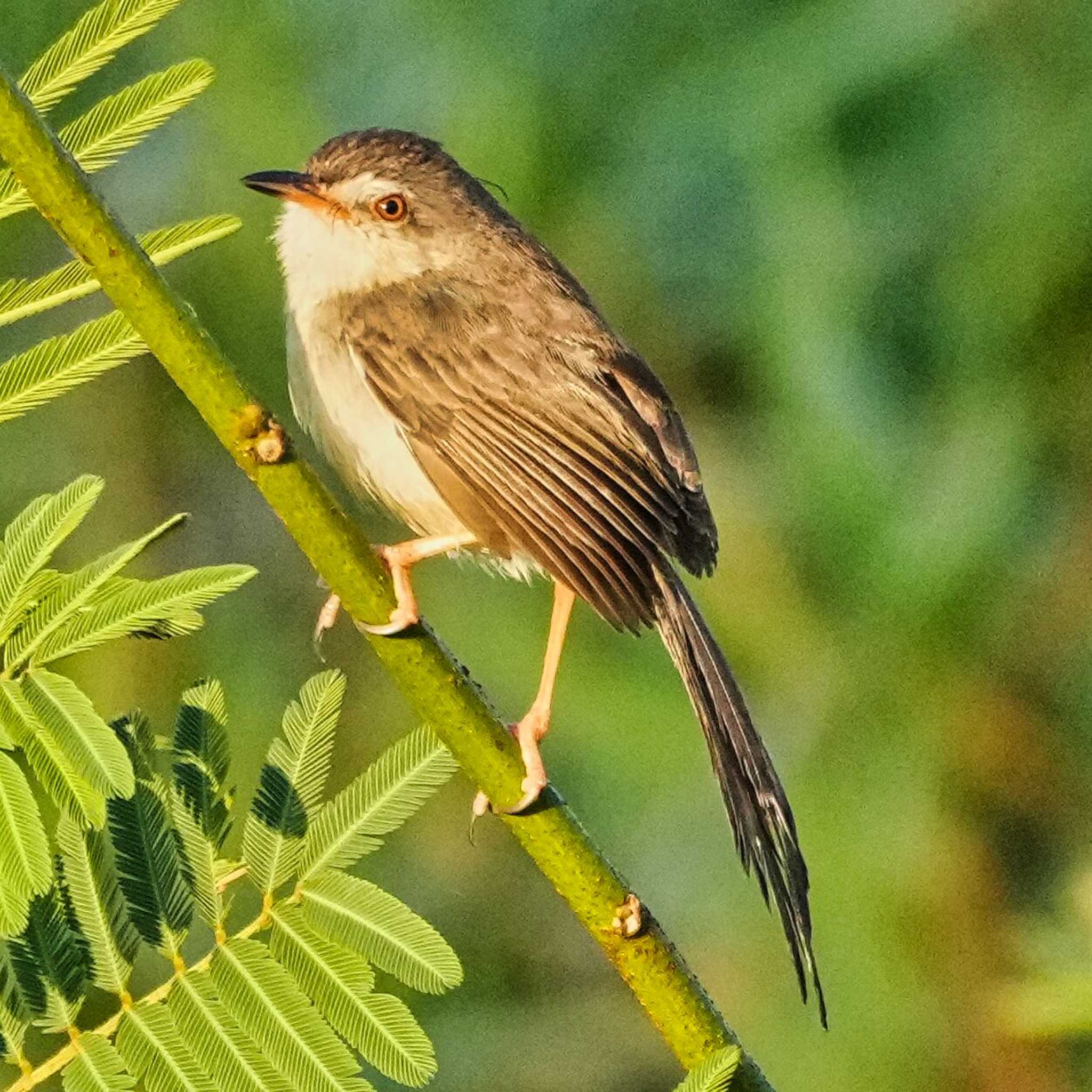 Photo of Plain Prinia at Maprachan Reservoir by span265