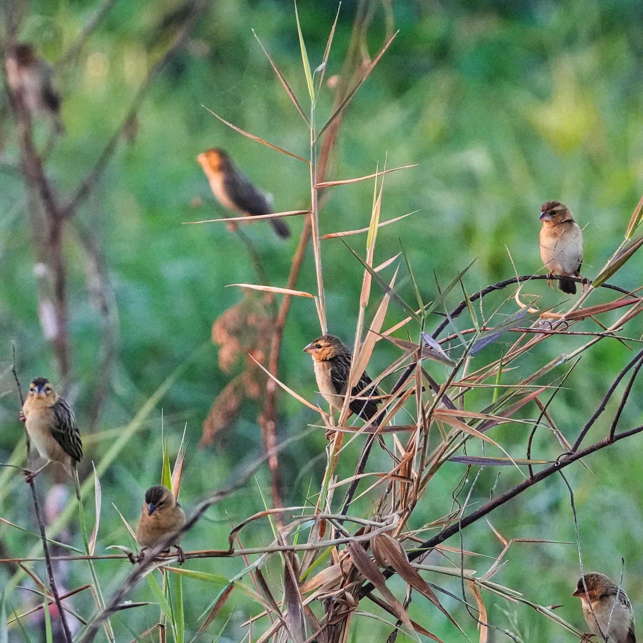 Baya Weaver