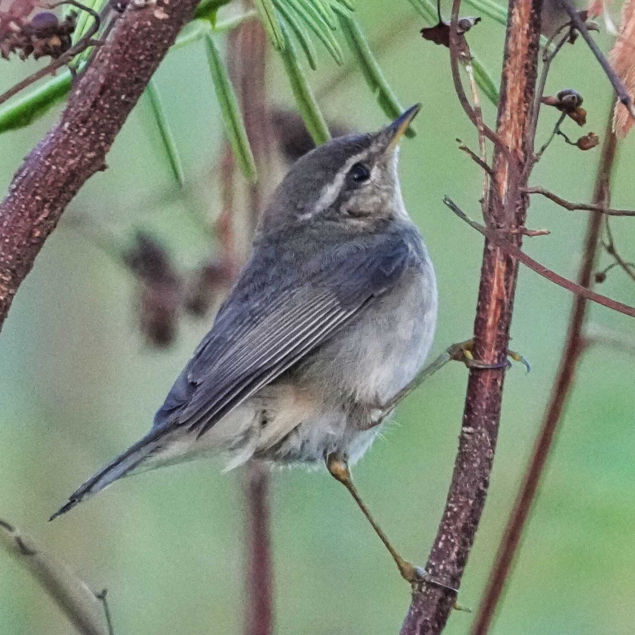 Dusky Warbler