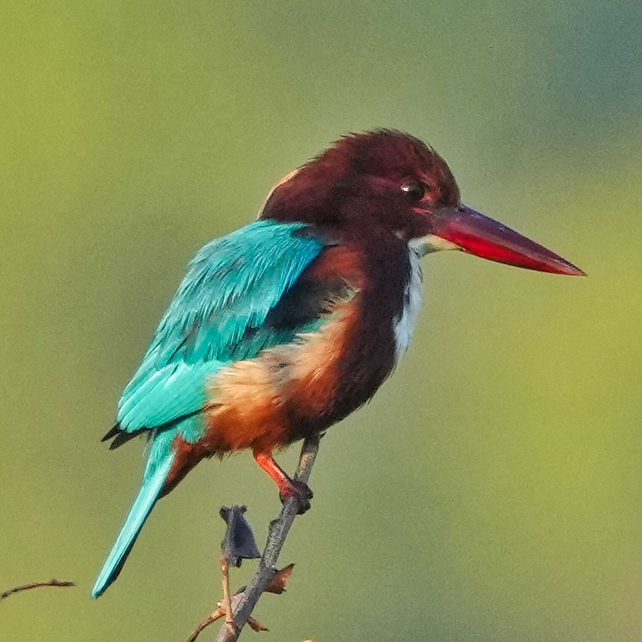 Photo of White-throated Kingfisher at Maprachan Reservoir by span265