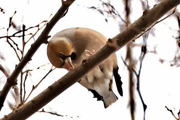 2022年1月10日(月) 石神井公園の野鳥観察記録