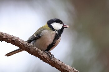 シジュウカラ 石神井公園 2022年1月10日(月)