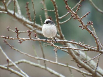 2022年1月10日(月) 21世紀の森と広場(千葉県松戸市)の野鳥観察記録