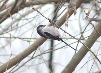 2022年1月10日(月) 水元公園の野鳥観察記録